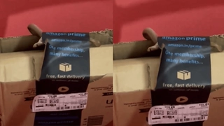 Bengaluru Couple Receives Live Snake In Amazon Parcel; Company’s Reply Disappoints Netizens | Viral Video